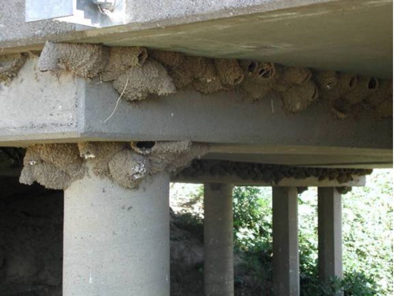 Pigeons sous une structure de pont illustrant une problématique d’entretien sous pont
